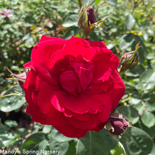 Ramblin' Red Rose | Rosa