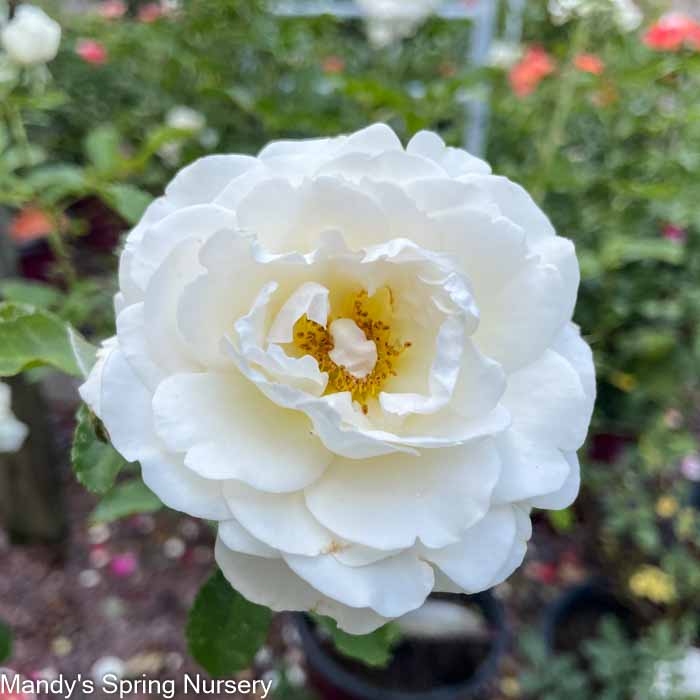 Snowdrift Easy Elegance Rose | Rosa