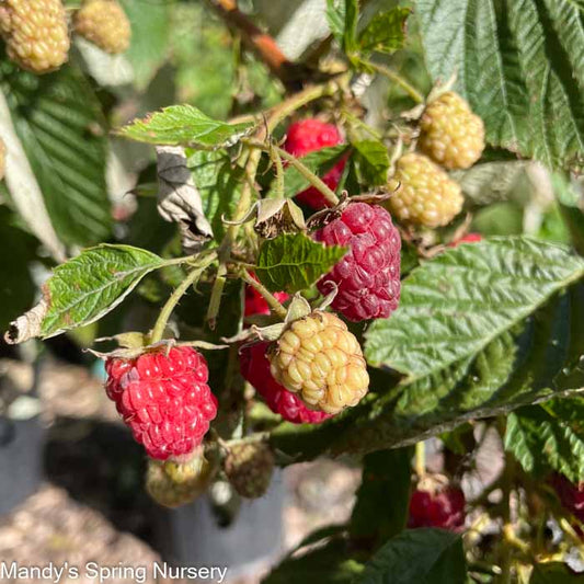 Bare Root - Caroline Raspberry | Rubus idaeus 'Caroline'