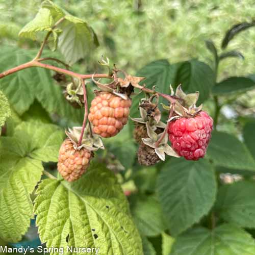 Heritage Red Raspberry | Rubus