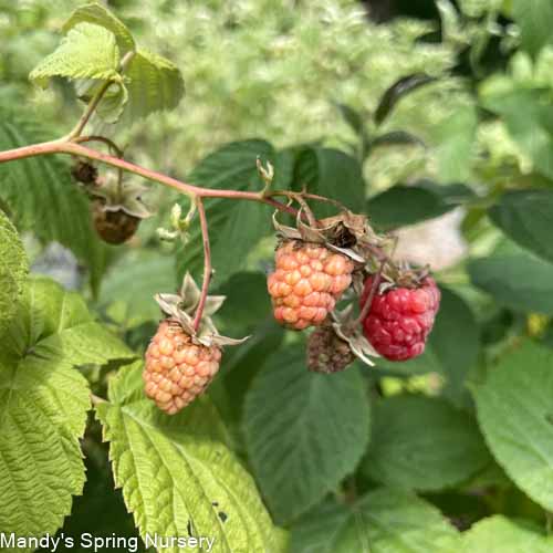 Heritage Red Raspberry | Rubus