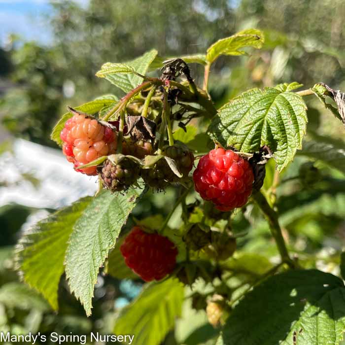 Heritage Red Raspberry | Rubus