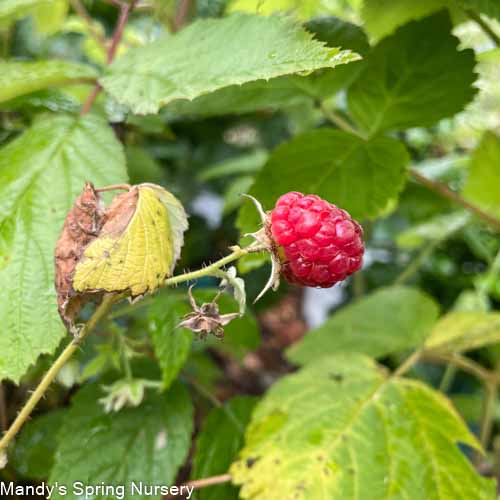 Meeker Red Raspberry | Rubus