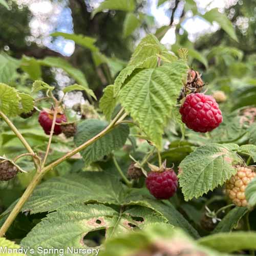 Meeker Red Raspberry | Rubus – Mandy Spring Farm Nursery, Inc.
