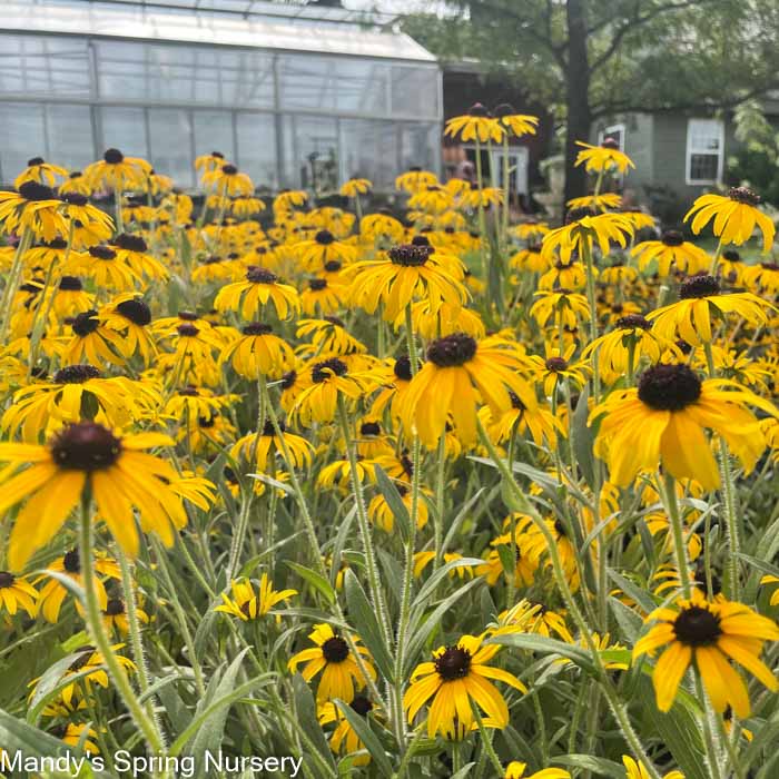 American Gold Rush Black-Eyed Susan | Rudbeckia