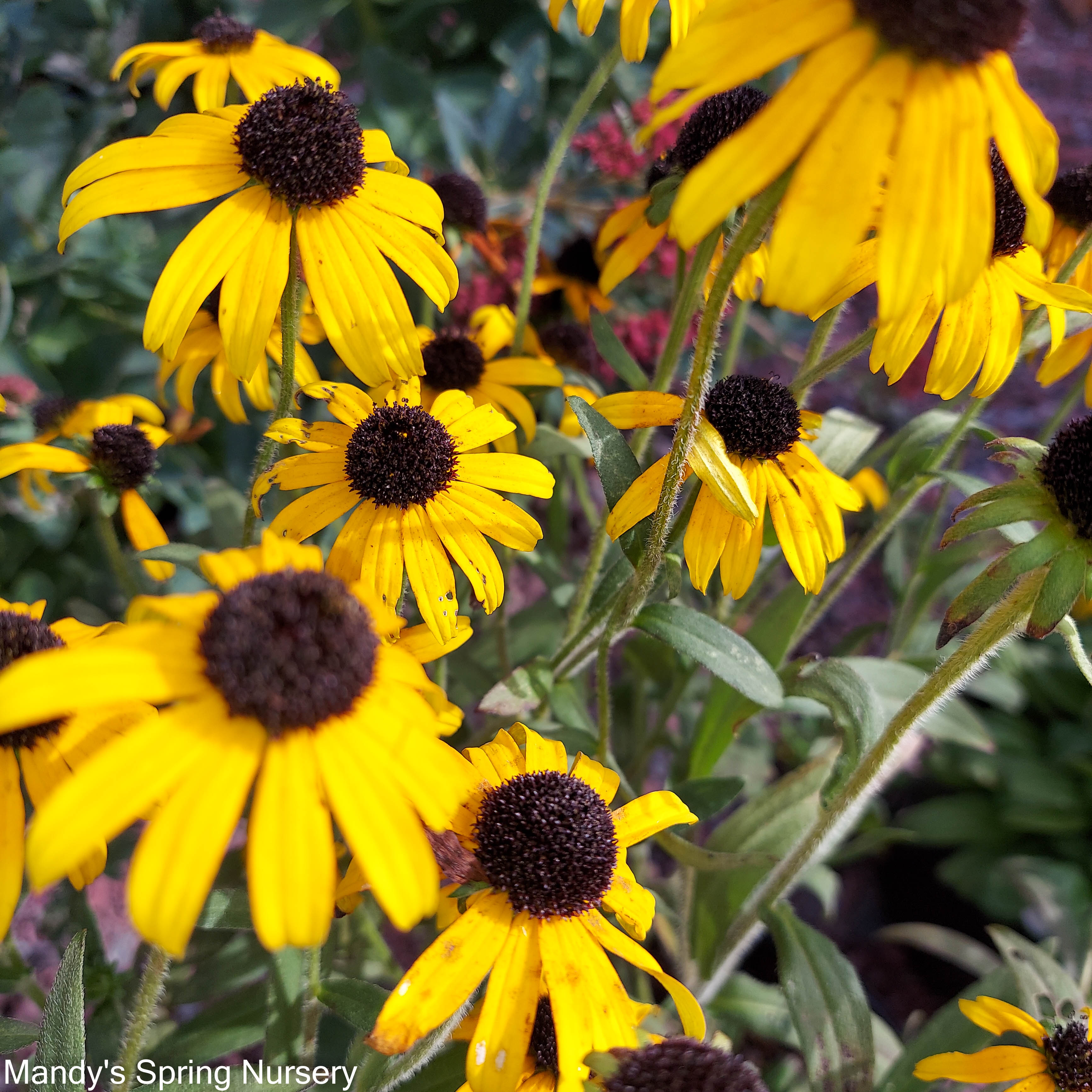 Goldsturm Black Eyed Susan Rudbeckia Fulgida Mandy Spring Farm Goldsturm Black Eyed Susan Rudbeckia Fulgida Mandy Spring Farm