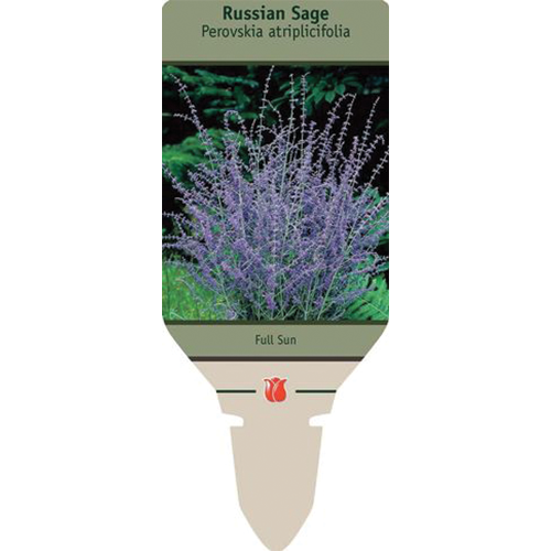 Russian Sage | Perovskia atriplicifolia