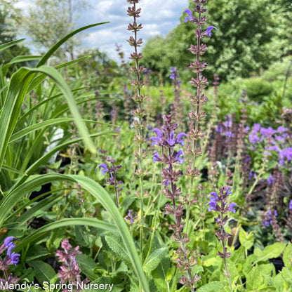 'May Night' Salvia | Salvia nemorosa