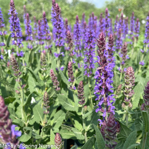 Violet Riot Garden Sage | Perennial Salvia nemerosa – Mandy Spring Farm ...