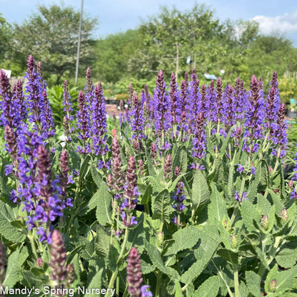 'Violet Riot' Garden Sage | Salvia nemerosa