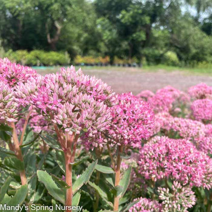 Carl Stonecrop | Sedum