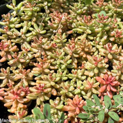 Jelly Bean Stonecrop | Sedum