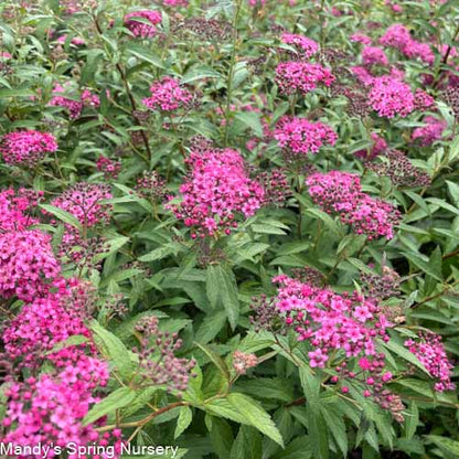 Neon Flash Spirea | Spirea japonica