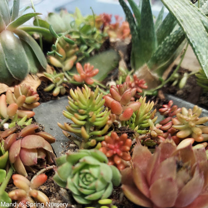 succulent plant nursery near me Pre-Made Succulent Garden – Mandy Spring Farm Nursery, Inc
