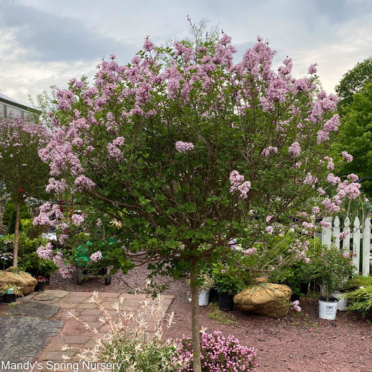 Dwarf Korean Lilac On Standard