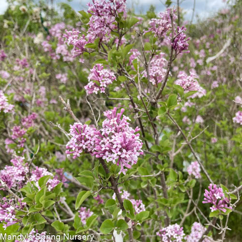 Dwarf Korean Lilac Bush Dwarf Korean Lilac Tree Is A Great Ornamental