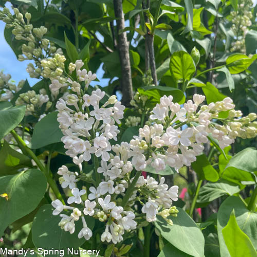 Common White Lilac | Syringa vulgaris var. alba