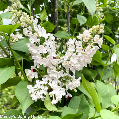 Hugo DeVries Lilac | Syringa vurgaris