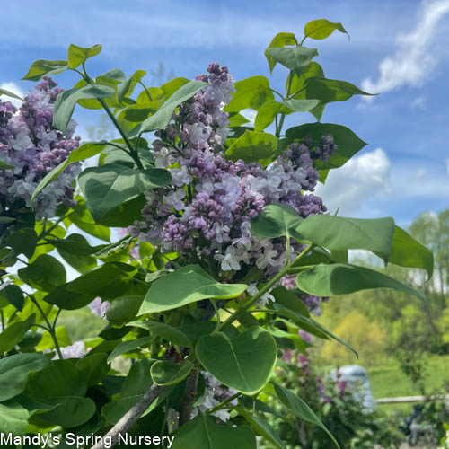 Katherine Havemeyer Lilac | Syringa vulgaris