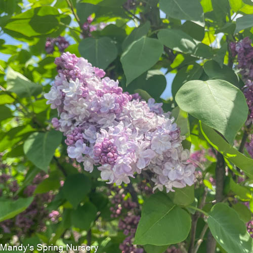 Katherine Havemeyer Lilac | Syringa vulgaris