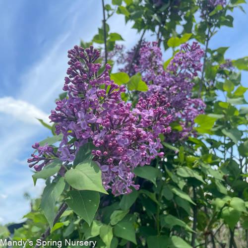Pocahontas Lilac Tree | Syringa x hyacinthiflora 'Pocahontas'