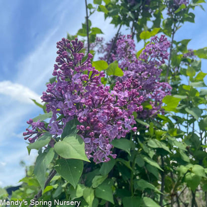 Pocahontas Lilac Tree | Syringa x hyacinthiflora 'Pocahontas'