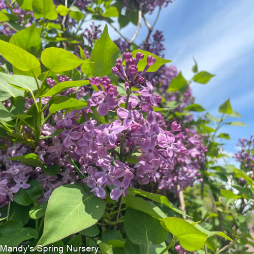 Pocahontas Lilac Tree | Syringa x hyacinthiflora 'Pocahontas'
