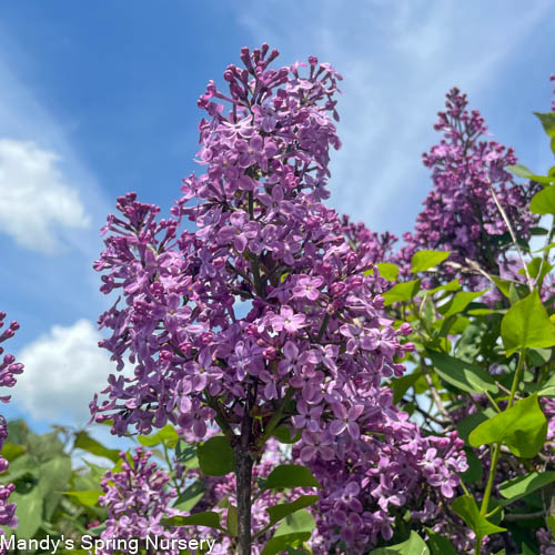 Pocahontas Lilac Tree | Syringa x hyacinthiflora 'Pocahontas'