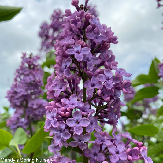 Pocahontas Lilac | Syringa x hyacinthiflora