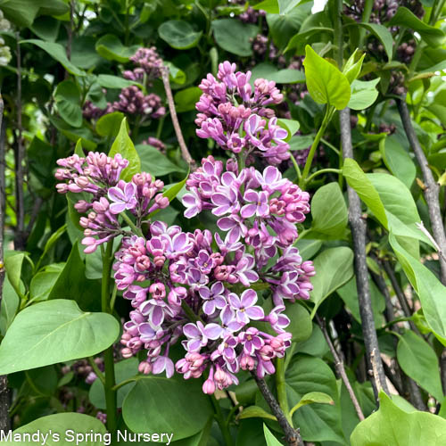 Sensation Lilac | Syringa vulgaris
