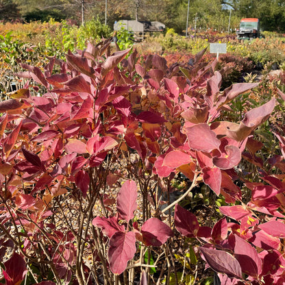 Miss Kim Lilac Tree | Syringa patula 'Miss Kim'