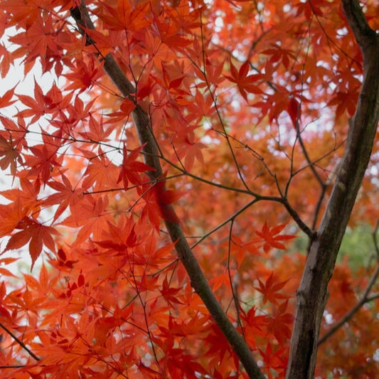 Japanese Maple | Acer palmatum