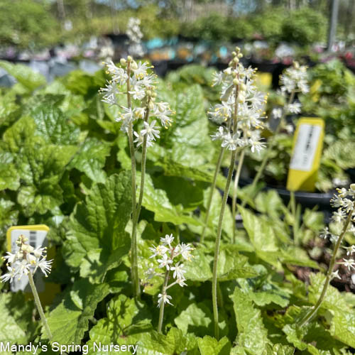 Foamflower | Tiarella Cordifolia