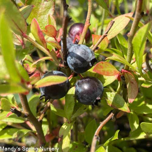 Brunswick Lowbush Blueberry | Vaccinium angustifolium