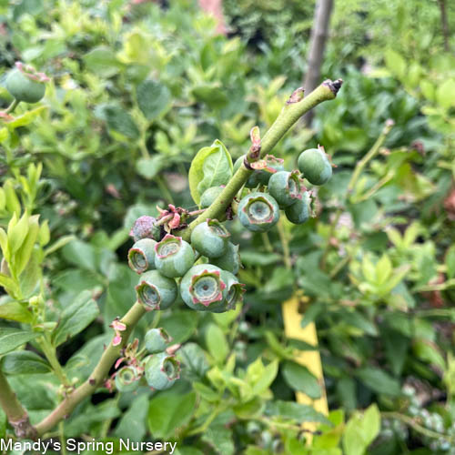 'Patriot' Blueberry | Vaccinium Corymbosum