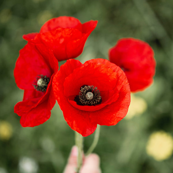 Poppy vera-de-9x_PWevObHE-