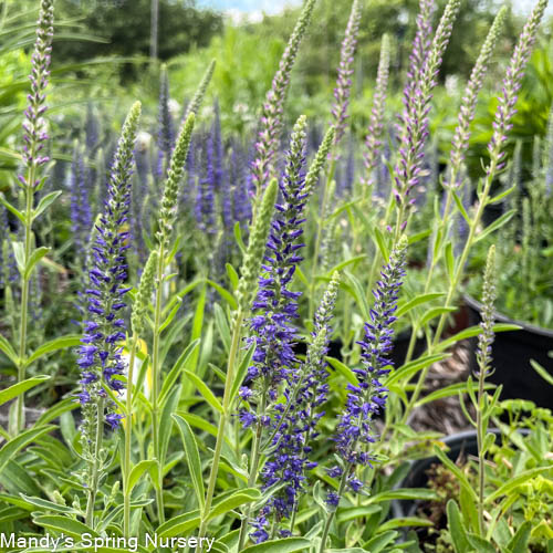 Blue Pixie Speedwell | Veronica allionii – Mandy Spring Farm Nursery, Inc.