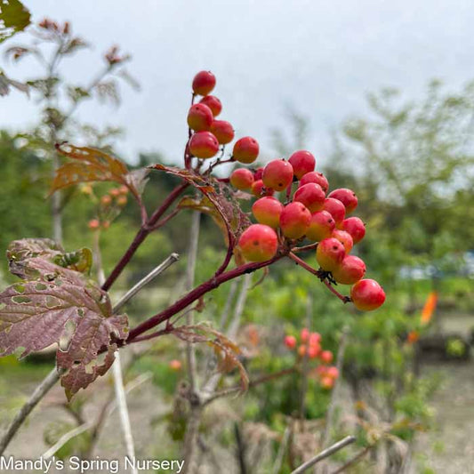 American Cranberry Bush | Viburnum trilobum