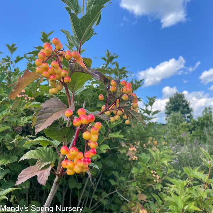 American Cranberry Bush | Viburnum trilobum