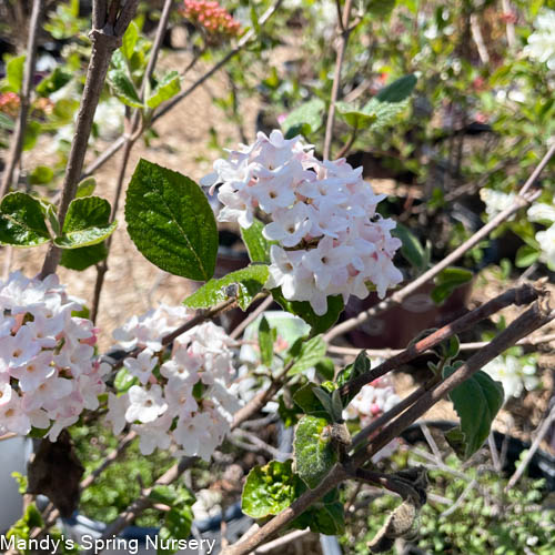 Sugar n' Spice® Korean Viburnum | Viburnum carlesii
