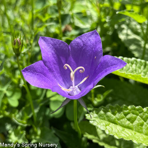 Violet Teacups Carpathian Bellflower | Campanula