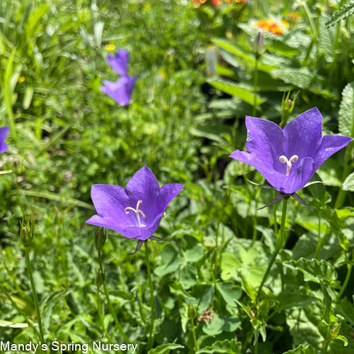 Violet Teacups Carpathian Bellflower | Campanula
